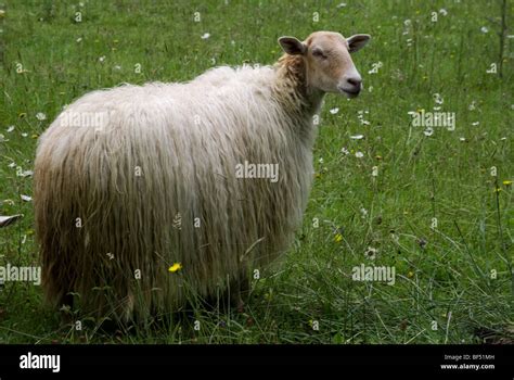 Long Haired Sheep Breed From The Basque Country Stock Photo Alamy