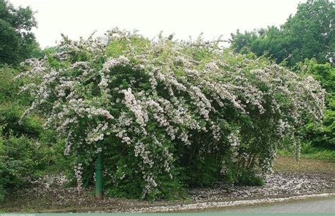 Xeriscape plants list- Top 42 drought smart plants