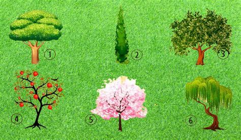 Choose A Tree You Would Plant In Your Garden And Find Out Something For