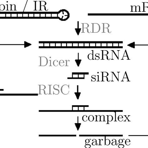 The Standard Pathway Of Rna Silencing The Figure Is Based Upon Figure 1