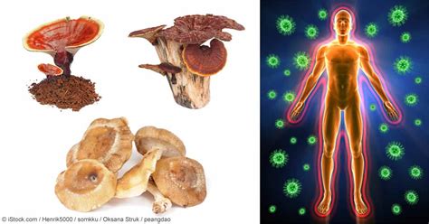 Hongos—poderosos Secretos Inmunológicos Para La Salud