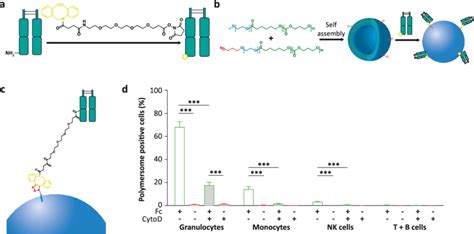 Fc Fragment Display On The Polymersome Surface Improves Particle Download Scientific Diagram