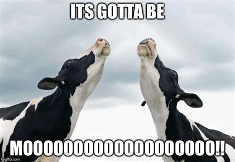 Singing Cows Imgflip