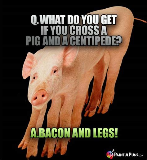 Pig Jokes Bacon Puns Hog Humor 2