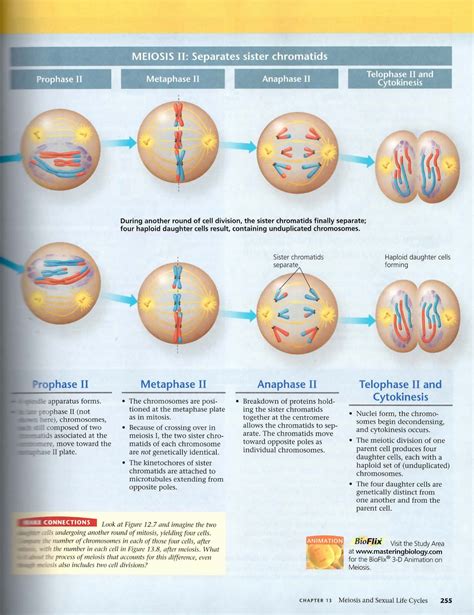 Mitosis Worksheets And Diagram Identification