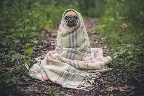 Who Else Wants To Hide Out Under A Blanket All Day? - Introvert Spring