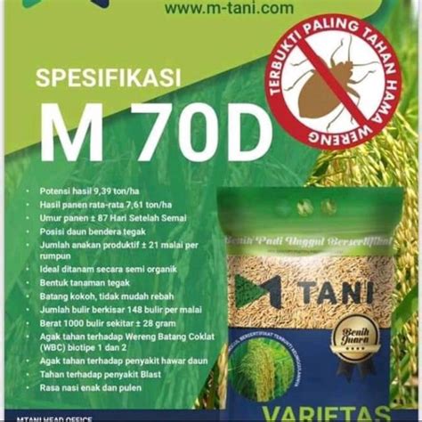 Jual Bibit Padi M70D M70 Dari M Tani 85 Hari Panen Tercepat 5 KG