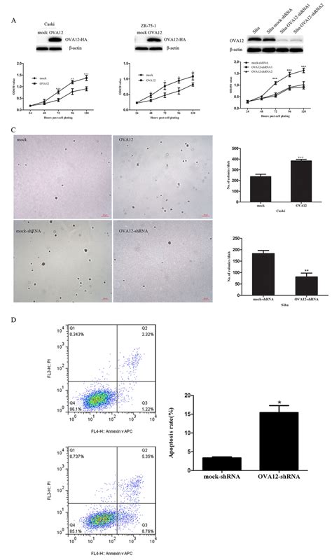 Ova Promotes Cell Proliferation In Vitro A Overexpressoin Of Ova