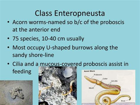 Ppt Hemichordata Invertebrate Chordates Powerpoint Presentation Id 6894072