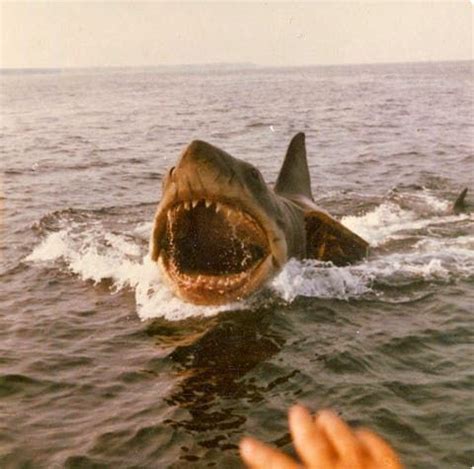 Rare Behind The Scenes Photographs From The Filming Of Jaws On Katama