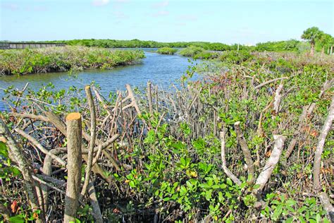 Protected Mangroves A Quick Guide To Dos And Donts East Coast Current