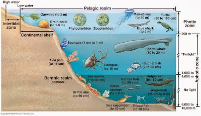 Day 38 Marine Zones - David Bird Science