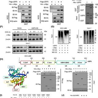 USP5 Is The Deubiquitinating Enzyme For CMyc A Confocal Microscopy