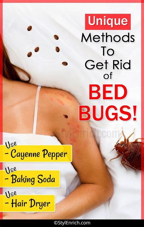 How To Get Rid Of Bed Bugs Out Of Car