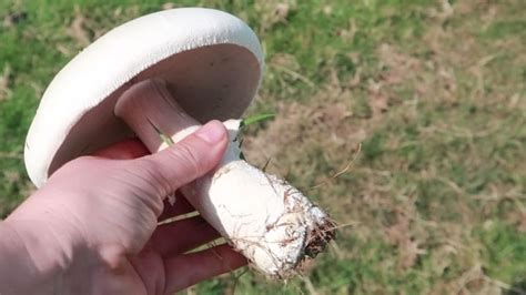 How To Dry Mushrooms A Step By Step Guide To Drying Mushrooms