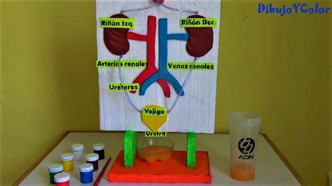 Sistema Urinario De Feltro Maqueta Del Sistema Urinario Cuerpo Images