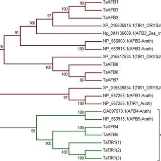 The Phylogenetic Relationship Of Auxin Signaling F Box Proteins Of