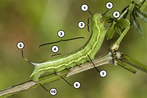 Insect Anatomy The Parts Of A Caterpillar