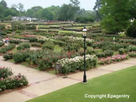 Tyler Texas Rose Garden, photographs, history, map