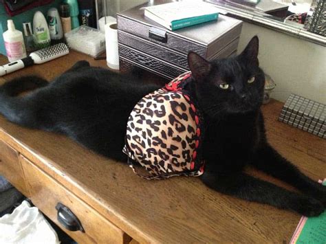 Cats Wearing Lingerie GALLERY