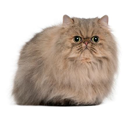 7 Fascinating Persian Cat Facts (Truly Unique Felines) | LoveToKnow Pets