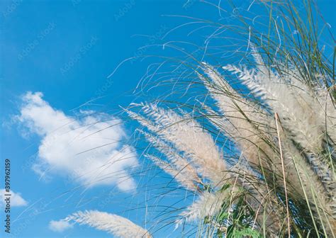 Beautiful white kans grass / kash phool (in Bengali language), just weeks before Durga puja ...