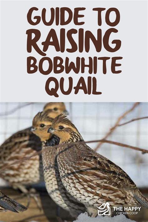 Guide To Raising Bobwhite Quail Artofit