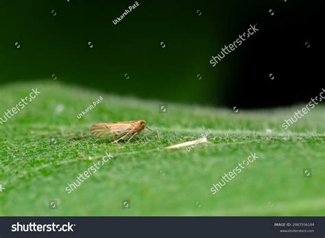 6,726 Plant Brown Hopper Images, Stock Photos & Vectors | Shutterstock