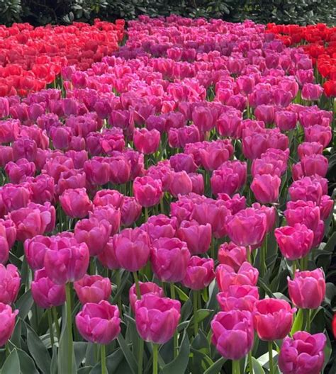 Giant Darwin Hybrid Tulip Purple Pride John Scheepers Beauty From Bulbs