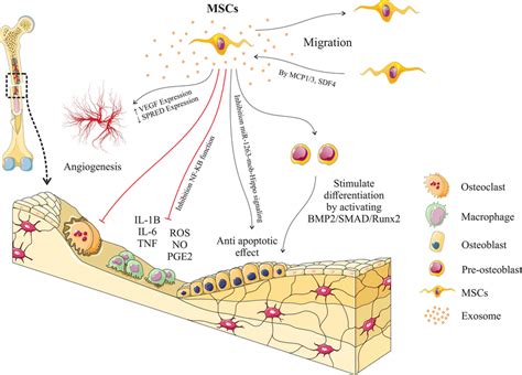 Different Functions Of Mesenchymal Stem Cell Exosomes In Bone Fracture