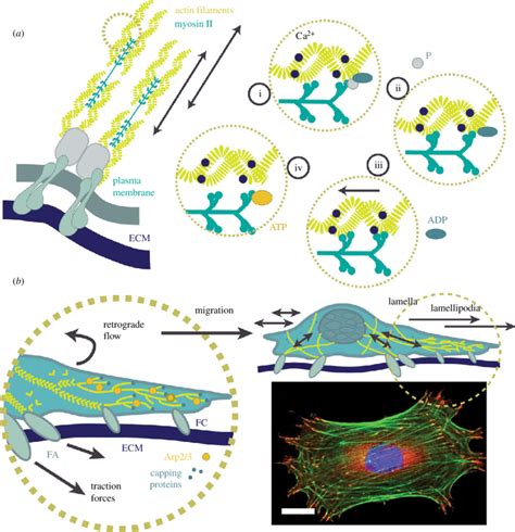 Force Generation Within The Cell A Actomyosin Contractility As