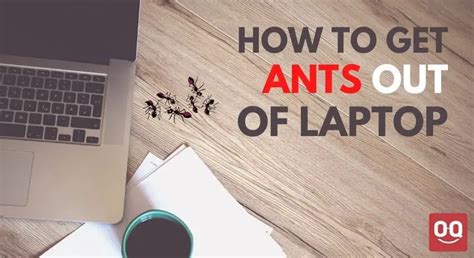 How To Get Ants Out Of Your Laptop Ways