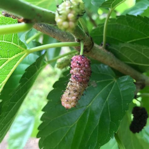 Why You Should Plant A Mulberry Tree Mulberry Fruit Mulberry Tree