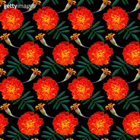 Seamless Pattern With Orange Tagetes Patula French Marigold Flowers