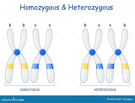 Homozygota Och Heterozygota Kromosomer Vektor Illustrationer