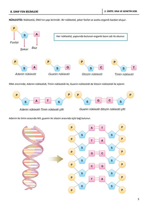 Solution 8 Sinif Fen Bilimleri 2 ünite Dna Ve Genetik Kod Ders