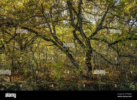 Oak Forest With Autumn Colors An Oak Tree Already Bare Of Leaves In