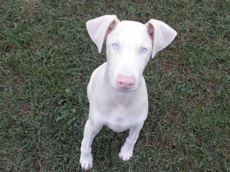 Beautiful Doberman Pinscher Dog Doberman Puppy White Doberman Pinscher