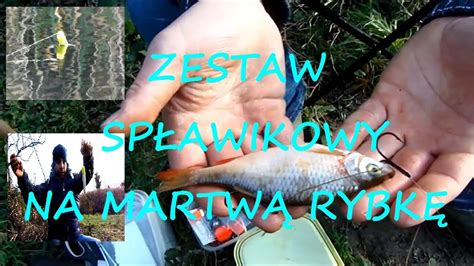 Zestaw Sp Awikowy Na Martw Rybk I Zestaw Na Drapie Nika I Poradnik