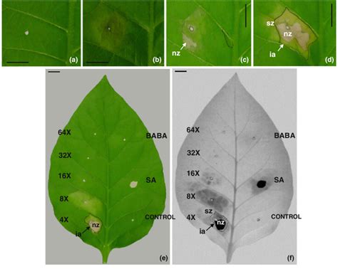 Macroscopic Symptoms Induced In Tobacco Leaves By Gme Infiltration