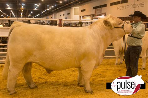 Houston Livestock Show – Open Charolais Bull | The Pulse