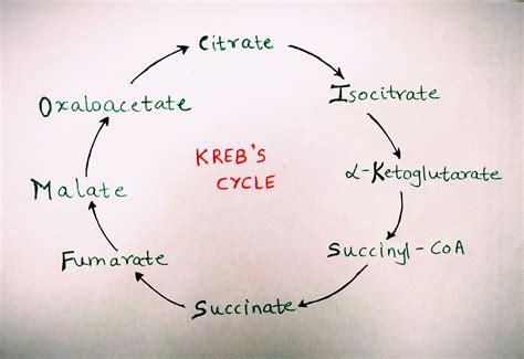 Diagram Of Krebs Cycle Drawing