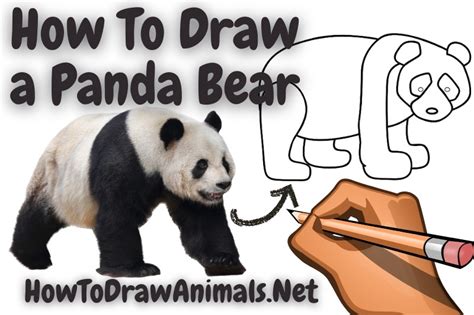 How To Draw A Panda Bear Easy Drawing Tutorial