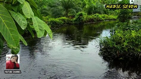 Relaksasi Suara Tonggeret Nyaring Di Hutan Youtube