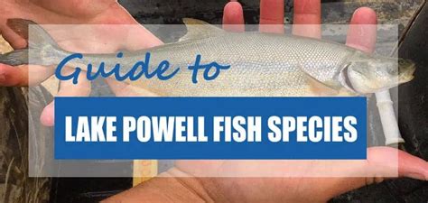 List Of Fish Species In Lake Powell 2023 Updated Pond Informer