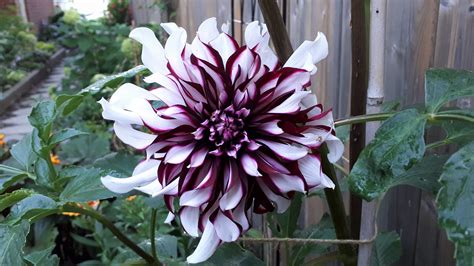 Tartan Dahlia