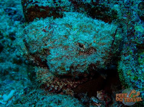 Nusa Penida Diving With Mola Mola Ocean Sunfish Feetdotravel