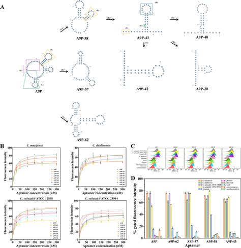 A The Truncation Strategy Aptamer A9p B Binding Saturation Curve Of Download Scientific