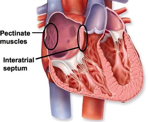 The Cardiovascular System Flashcards Quizlet