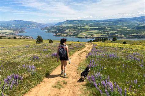 Best Columbia River Gorge Wildflower Hikes The National Parks